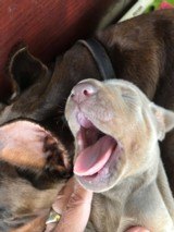 AKC Doberman Pinscher puppies for sale - 1 of 2