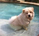 PPS-43CIO POLI00PISTOL762X254 - 35ROUNDMAGAZINES - 14 of 15