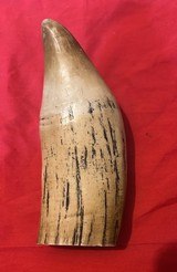 Antique Hand Scrimshawed Sperm Whale Tooth - Wolf's Head w/ Ornate Border - Exceptional Work! - 2 of 3