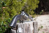 Ruger Blackhawk Bisley 45 Convertible - 2 of 5