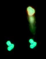 Glock 19 Gen 5 9mm NEW – Trijicon Night Sights – 3 OEM Magazines – Extras - 7 of 10