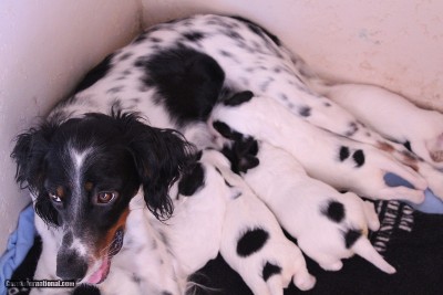 Purebred English Setter Puppies