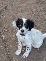 Purebred English Setter Puppies - 8 of 13