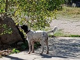 Purebred English Setter Puppies - 6 of 7