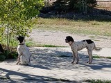 Purebred English Setter Puppies - 7 of 7