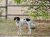 Purebred English Setter Puppies - 5 of 7