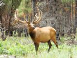 World Class Trophy Elk Hunts - 5 of 12