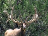 World Class Trophy Elk Hunts - 6 of 12