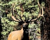 World Class Trophy Elk Hunts - 7 of 12