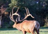 World Class Trophy Elk Hunts - 11 of 12