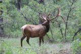 World Class Trophy Elk Hunts - 2 of 12