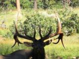 World Class Trophy Elk Hunts - 3 of 12