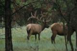 World Class Trophy Elk Hunts - 9 of 12