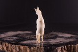 Exquisite Hand Carved Ivory Rampant Colt Horse - 4 of 7