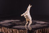 Exquisite Hand Carved Ivory Rampant Colt Horse - 2 of 7