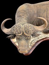 BEAUTIFUL - MOPHO GONDE - CAPE BUFFALO - LEADWOOD CARVED SCULPTURE - 2 of 9