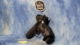 CONSIGNMENT CUSTOM CZ SHADOW 2 TARGET 9MM W/ HOLOSUN HS 507 COMP - 5 of 7