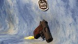 CONSIGNMENT SIG SAUER P938 9MM ROSEWOOD / BLACK - Image 2 of 5