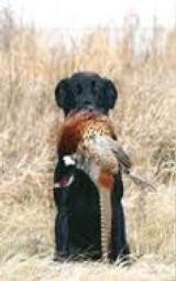 Puppy Training Bird Package - 2 of 2