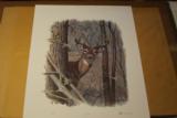 Suspicious by Ned Smith Limited Edition Print - 1 of 4