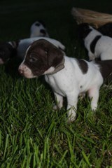 AKC German Shorthaired Pointer Pups GSP--Champion Bloodlines--ready the end of September 2018 - 11 of 18