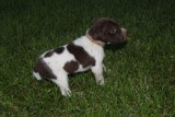 AKC German Shorthaired Pointer Pups GSP--Champion Bloodlines--ready the end of September 2018 - 6 of 18