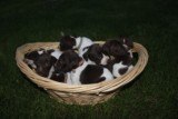 AKC German Shorthaired Pointer Pups GSP--Champion Bloodlines--ready the end of September 2018 - 1 of 18
