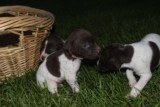 AKC German Shorthaired Pointer Pups GSP--Champion Bloodlines--ready the end of September 2018 - 16 of 18