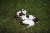 AKC German Shorthaired Pointer Pups GSP--Champion Bloodlines--ready the end of September 2018 - 5 of 18