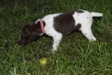 AKC German Shorthaired Pointer Pups GSP--Champion Bloodlines--ready the end of September 2018 - 12 of 18