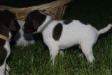AKC German Shorthaired Pointer Pups GSP--Champion Bloodlines--ready the end of September 2018 - 15 of 18