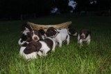 AKC German Shorthaired Pointer Pups GSP--Champion Bloodlines--ready the end of September 2018 - 9 of 18