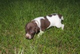 AKC German Shorthaired Pointer Pups GSP--Champion Bloodlines--ready the end of September 2018 - 7 of 18