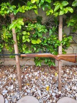 Kimber of Oregon 82 lr - 1 of 12