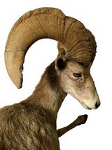 Desert Bighorn Sheep Full-Body Mount - Image 2 of 6