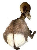 Desert Bighorn Sheep Full-Body Mount - Image 6 of 6
