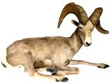 Desert Bighorn Sheep Full-Body Mount - Image 3 of 6
