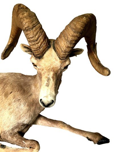 Desert Bighorn Sheep Full-Body Mount - Image 5 of 6