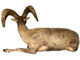 Desert Bighorn Sheep Full-Body Mount - Image 4 of 6