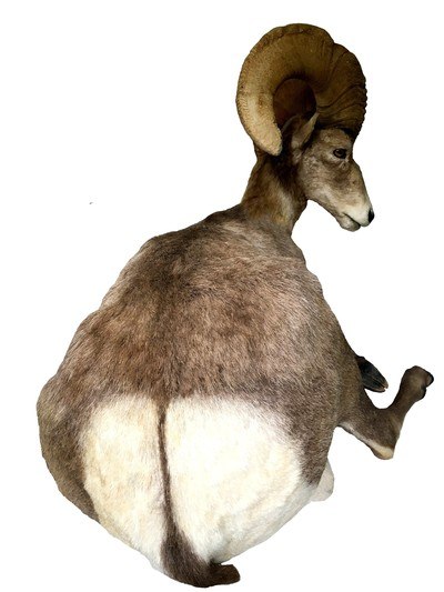 Desert Bighorn Sheep Full-Body Mount - Image 6 of 6