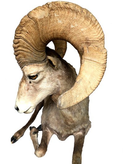 Desert Bighorn Sheep Full-Body Mount - Image 1 of 6