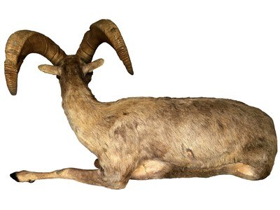 Desert Bighorn Sheep Full-Body Mount - Image 4 of 6