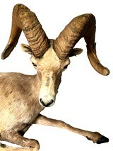 Desert Bighorn Sheep Full-Body Mount - Image 5 of 6