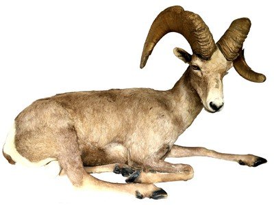 Desert Bighorn Sheep Full-Body Mount - Image 3 of 6