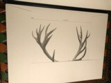 Limited Edition Set of Red Stag and Roebuck Antler Prints by Westley Richards, Ltd. - 3 of 5