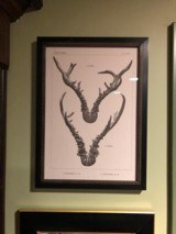 Limited Edition Set of Red Stag and Roebuck Antler Prints by Westley Richards, Ltd. - 4 of 5