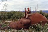 Ngwarati Safaris Africa offers 10 Day Elephant Bull Hunt - Image 4 of 10