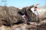 Ngwarati Safaris Africa offers 10 Day Elephant Bull Hunt - Image 8 of 10