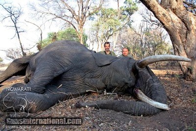 Ngwarati Safaris Africa offers 10 Day Elephant Bull Hunt - Image 6 of 10