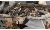 Tristar ~ Raptor ~ 20 Gauge - 10 of 10